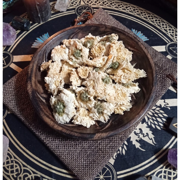 Астра цветки